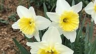 Blumen zu Fr&uuml;hlingsbeginnForchheim & Fr&auml;nkische Schweiz