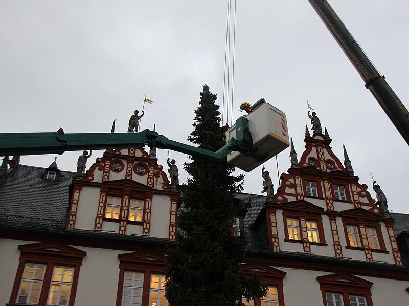 Der Coburger Weihnachtsbaum 2023 ist da