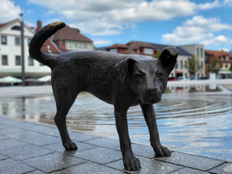 Der Hund steht allein. Bein gehoben, aber ohne Mission.