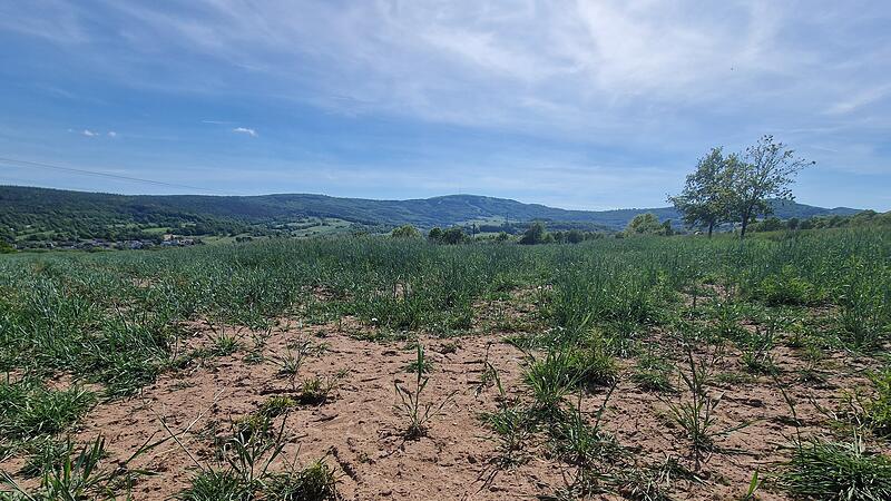 Ein durstiger Weizenacker: Trockenheit und ausbleibender Regen gef&auml;hrden das Wachstum."