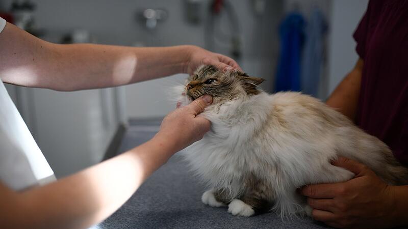 Katzen im Alter