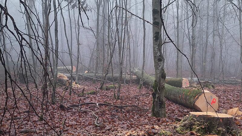 Gef&auml;llte B&auml;ume Forstbetrieb Ebrach