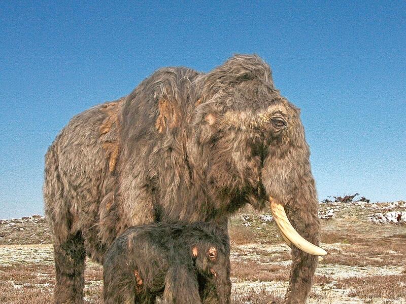 So k&ouml;nnte die Mammutkuh mit ihrem Kalb in kaltzeitlicher Landschaft zur Hochphase der letzten Eiszeit ausgesehen haben.