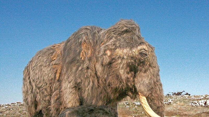 So könnte die Mammutkuh mit ihrem Kalb in kaltzeitlicher Landschaft zur Hochphase der letzten Eiszeit ausgesehen haben. So könnte die Mammutkuh mit ihrem Kalb in kaltzeitlicher Landschaft zur Hochphase der letzten Eiszeit ausgesehen haben.