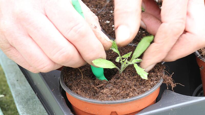 Sobald die Keimblätter und die beiden ersten nachfolgenden Blätter entwickelt sind, können die Tomatenpflanzen in separate Töpfe gepflanzt werden.