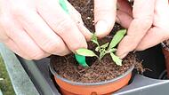 Sobald die Keimblätter und die beiden ersten nachfolgenden Blätter entwickelt sind, können die Tomatenpflanzen in separate Töpfe gepflanzt werden.