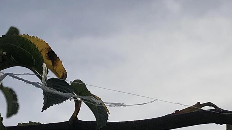 Jungspinne am Start: Silberf&auml;den flirren momentan nicht nur durch die Weinberge von Oberschwappach.