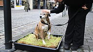 Für Hunde wie „Theo“ gibt es einfach zu wenig Grünflächen in der Innenstadt.