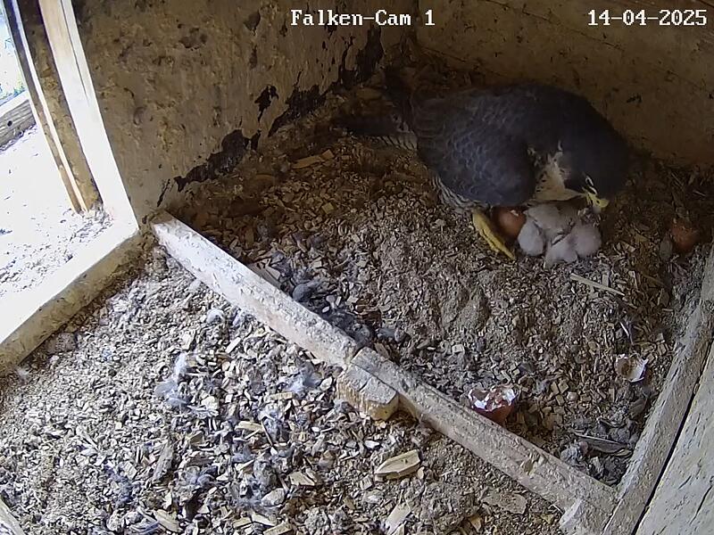 Zwei Falken sind inzwischen geschl&uuml;pft. Das dritte Ei l&auml;sst noch auf sich warten.