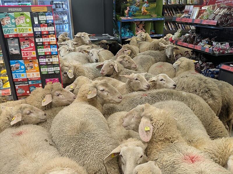 Schaf-Polonaise bei PENNY Schaf-Polonaise bei PENNY