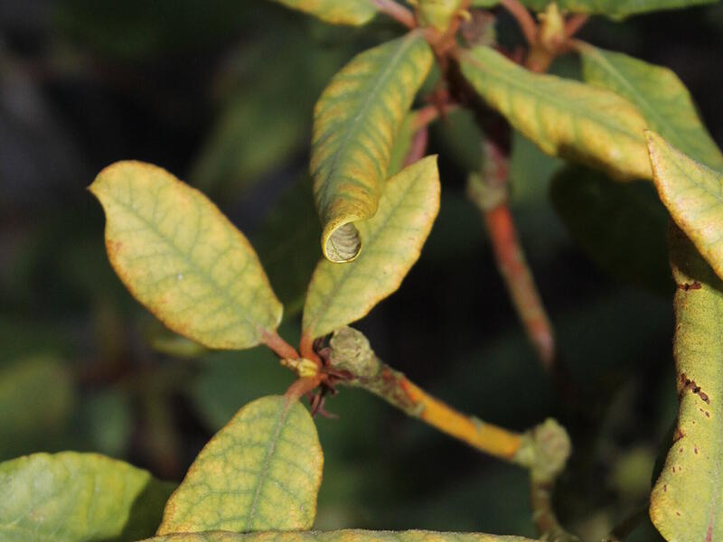 Rhododendren Rhododendren