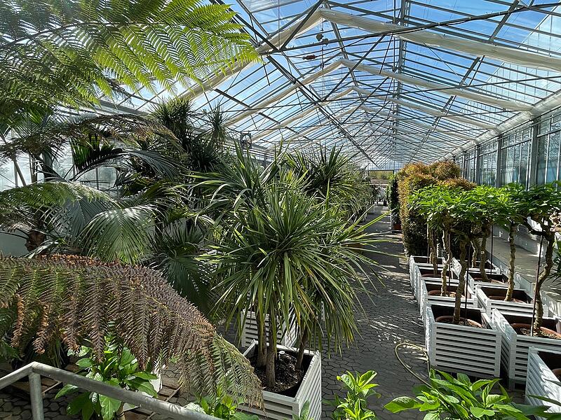 Kurgärtnerei Bad Kissingen Blick in einer von zwei Palmenhallen. Rund 100 Großpalmen besitzt die Kurgärtnerei, 300 sind es mit jüngeren Palmen und Setzlingen.