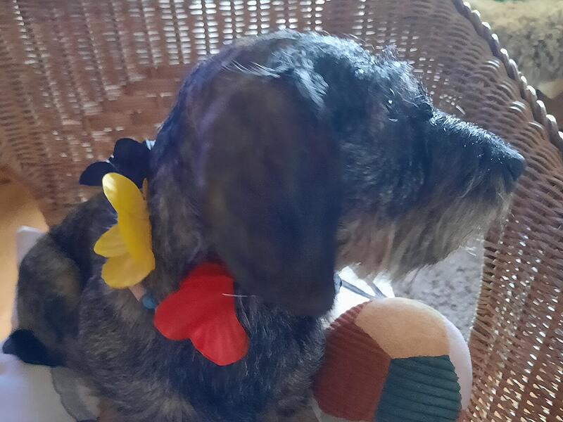 Der Hund von Christa Leni Schmidt hat ebenso ein EM-Outfit bekommen.Einblick vor Eröffnung: Kreislauf-Kaufhaus Forchheim Der Hund von Christa Leni Schmidt hat ebenso ein EM-Outfit bekommen.Einblick vor Eröffnung: Kreislauf-Kaufhaus Forchheim