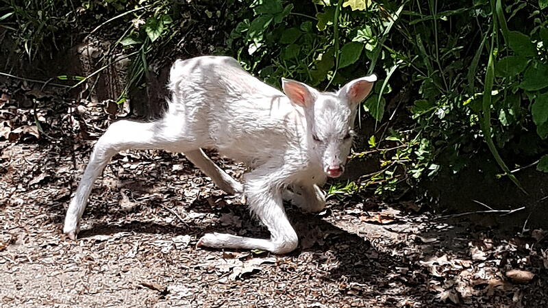 Dieses Reh-Baby lag pl&ouml;tzlich im Garten von Familie Kis.