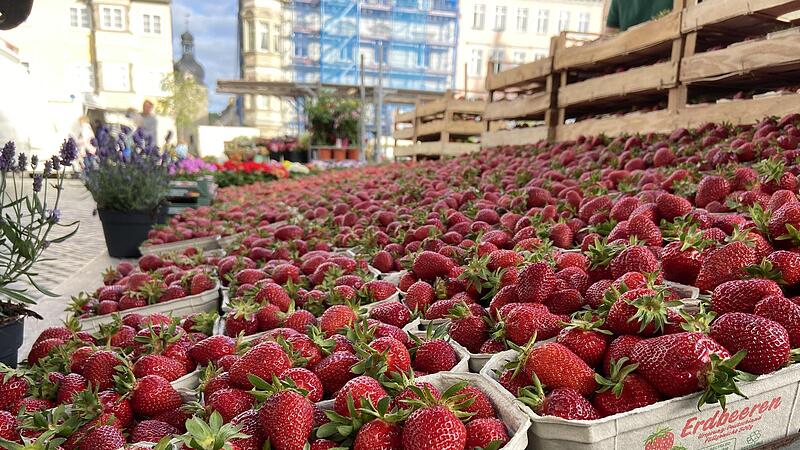 Wochenmarkt in Coburg: Erdbeeren, so weit das Auge reicht!