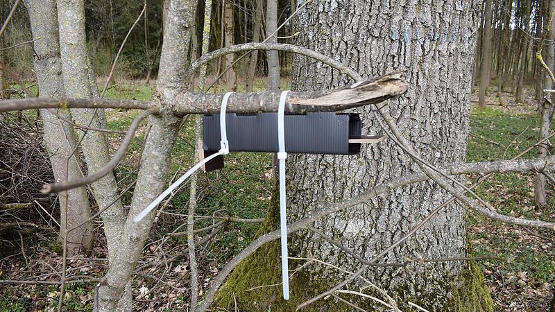 Selbstgemachte Monitoring-Fallen sind an den Ästen im Wäldchen Hämmerleinsbuch befestigt.Forchheim & Fränkische Schweiz Selbstgemachte Monitoring-Fallen sind an den Ästen im Wäldchen Hämmerleinsbuch befestigt.Forchheim & Fränkische Schweiz