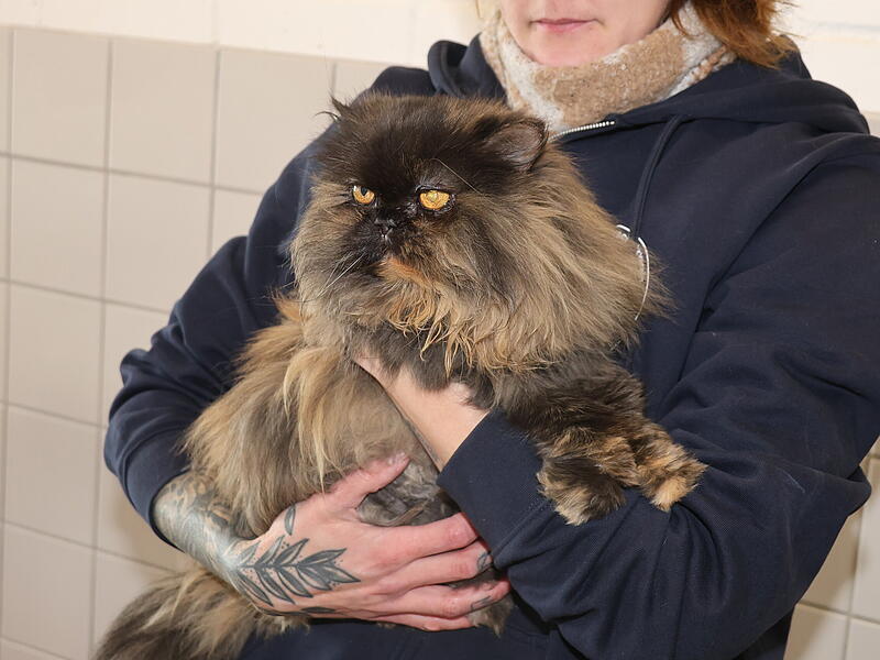 Piper sucht neues Zuhause