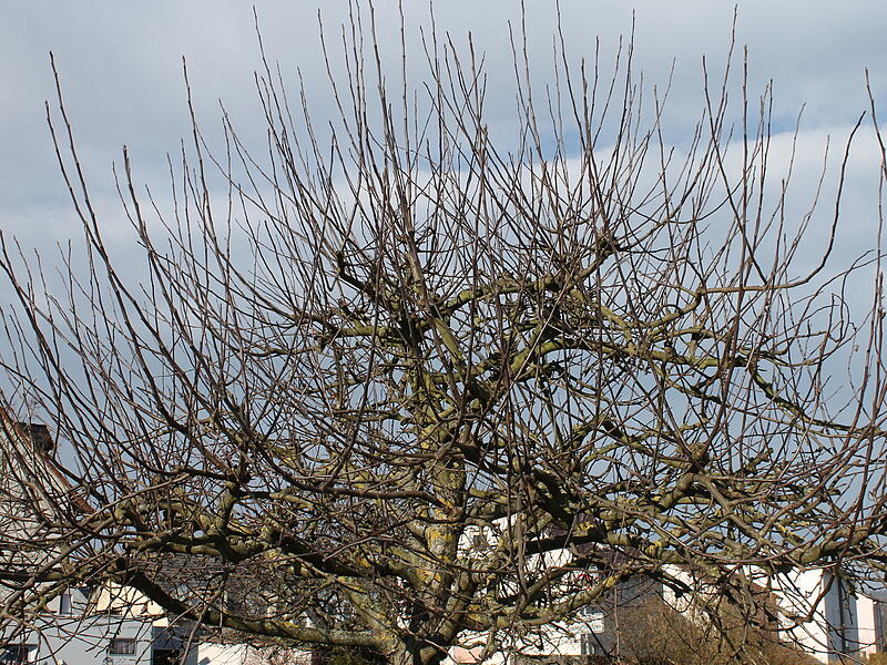 Blick auf einen Obstbaum im Spätwinter