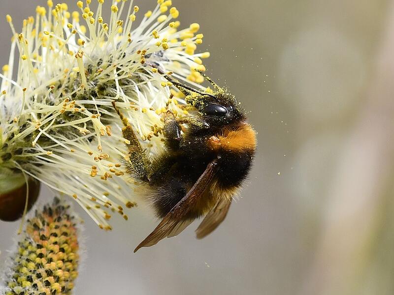 Hummel an einer bl&uuml;henden Weide.