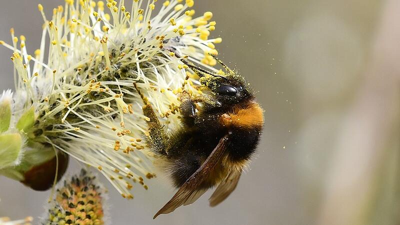 Hummel an einer bl&uuml;henden Weide.