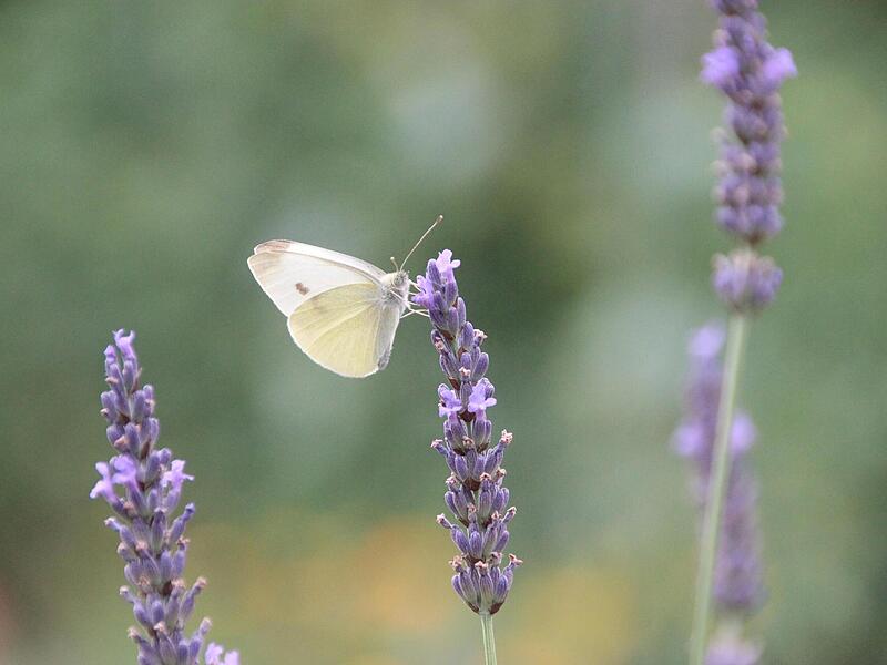 Schmetterlinge gehören zu den gerne gesehenen Insekten in einem Garten. Schmetterlinge gehören zu den gerne gesehenen Insekten in einem Garten.
