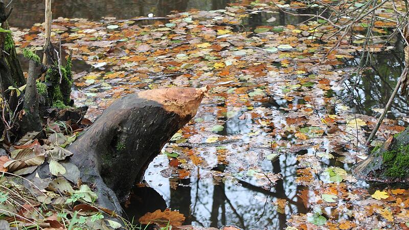 Biberspuren am Weißfichtensee. Das geschützte Tier ist demnächst Thema eines Gesprächs am Landratsamt mit Vertretern verschiedener Fachstellen.