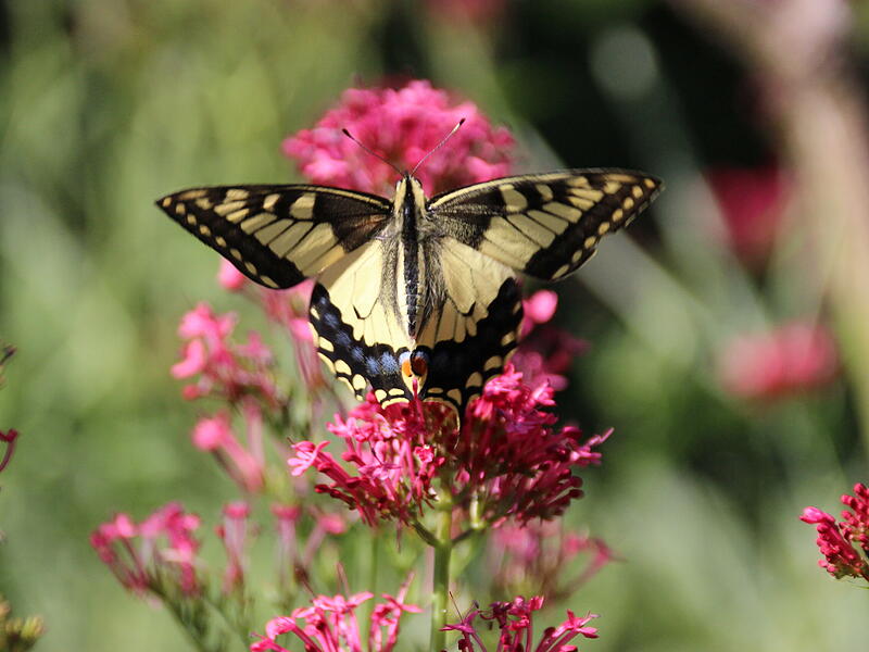 Ein sehr seltener, aber gern gesehenen Gast in einem Garten in N&uuml;dlingen: ein Papilio machaon, auch Schwalbenschwanz genannt. &bdquo;Er wird nur zwei bis drei Wochen alt und erfreut uns in dieser kurzen Zeit, mit seinen pr&auml;chtigen Farben. Leider ist er nicht mehr ganz vollst&auml;ndig, nicht mehr perfekt, aber wer ist das schon?&ldquo;, schreibt Leser Klaus Beck.
