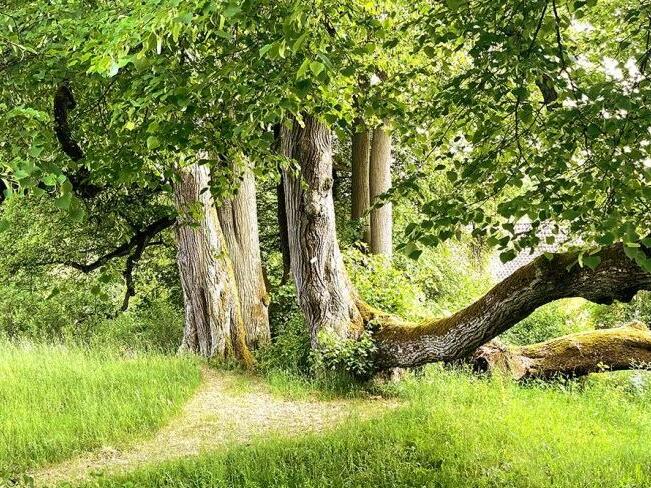 Idyllisches Plätzchen in Coburg: „Siebenlinden“ bekam seinen Namen einst deshalb, weil dort sieben Linden standen. Jetzt sind es nur noch sechs.