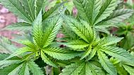 So sieht eine Cannabis-Pflanze aus: Mehr als 1500 dieser Gewächse wurden im Dezember in einer Scheune in Willmars entdeckt. So sieht eine Cannabis-Pflanze aus: Mehr als 1500 dieser Gewächse wurden im Dezember in einer Scheune in Willmars entdeckt.