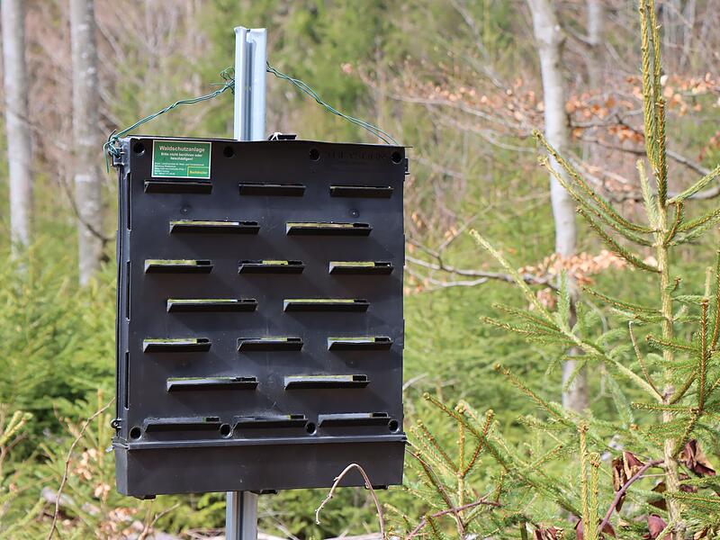 Borkenk&auml;fer-Bek&auml;mpfung