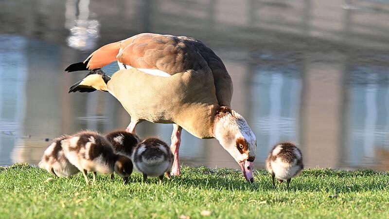 Nilgänse