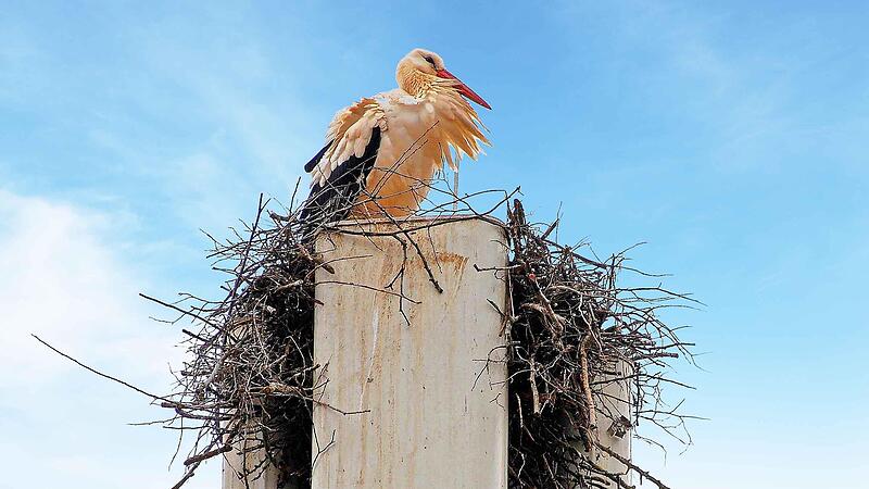 Zimmer mit Aussicht: Auf einem Antennenmast in der Br&uuml;ckenstra&szlig;e mitten in Ha&szlig;furt hat sich ein Storchenpaar h&auml;uslich niedergelassen.