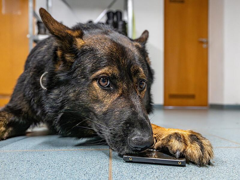 Zentrale Diensthundeschule der Bayerischen Polizei