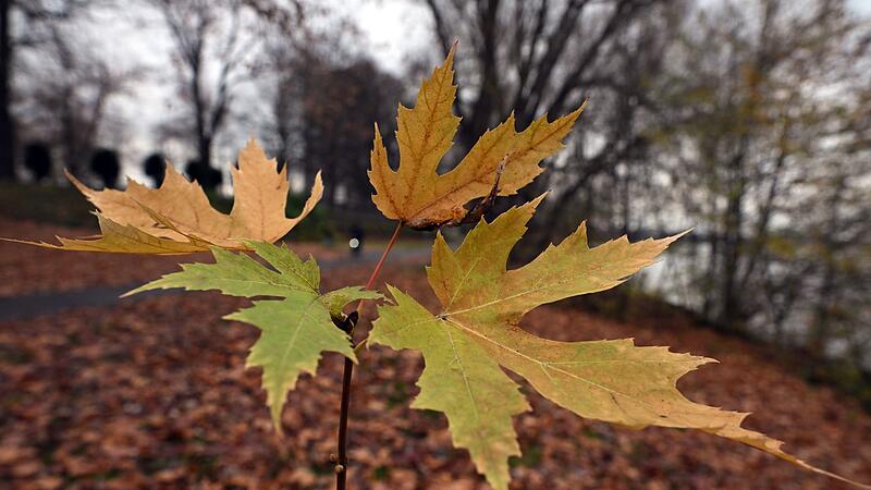 Herbst Herbst