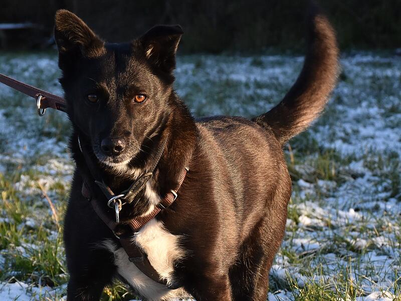 Artikel Tierheim Kronach Joy braucht ein neues Zuhause.