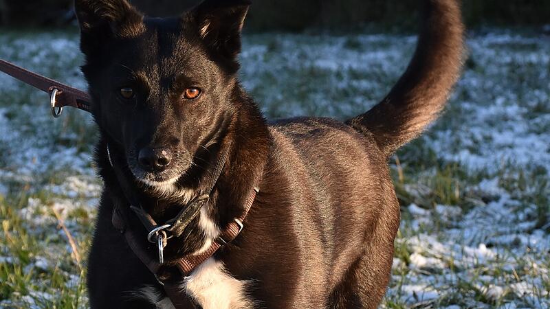 Artikel Tierheim Kronach Joy braucht ein neues Zuhause.