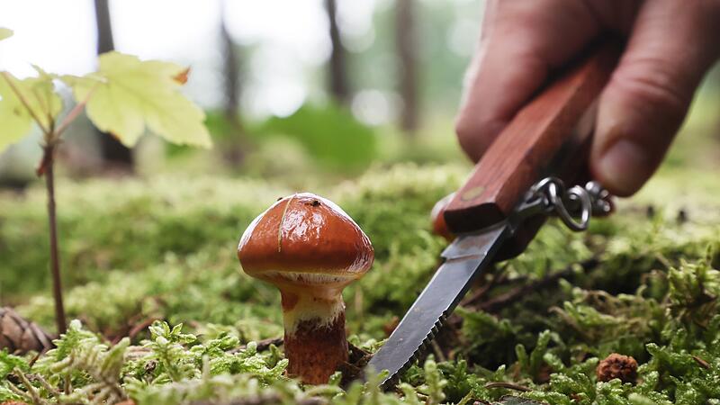 Pilzsaison