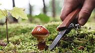 Pilzsaison