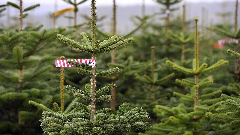 Mit dem Christbaumkauf sollte man nicht zu lange warten.