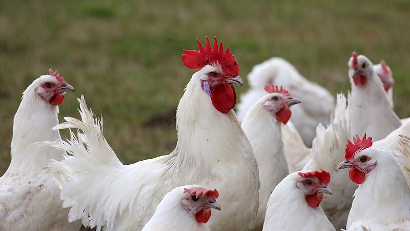 Vogelgrippe Vogelgrippe