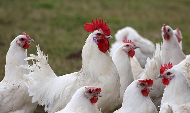 Vogelgrippe Vogelgrippe