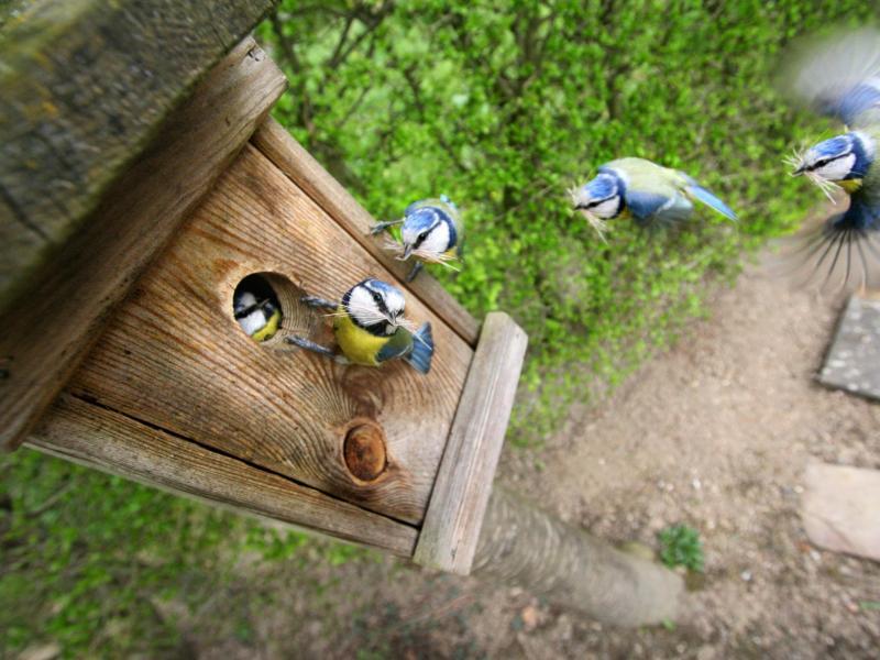 Alle Vögel sind bald da