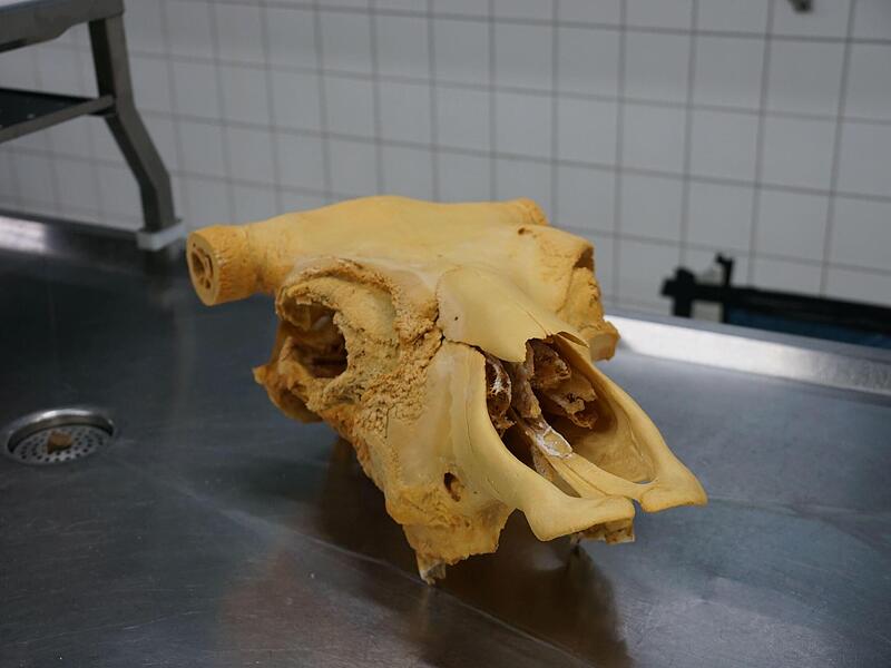 In der Sektionshalle am Landesamt für Gesundheit und Lebensmittelsicherheit kommt vom Frosch bis zur Giraffe alles an den Sezierhaken, erläutert Wolfram Huber. In der Sektionshalle am Landesamt für Gesundheit und Lebensmittelsicherheit kommt vom Frosch bis zur Giraffe alles an den Sezierhaken, erläutert Wolfram Huber.
