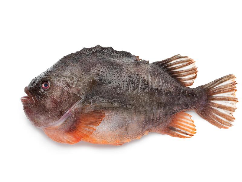 Ja &ndash; das ist ein Hase!