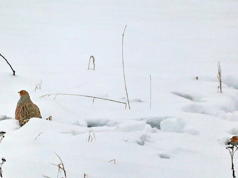 Schneechaos in BambergNeuschnee in Bamberg und Umgebung