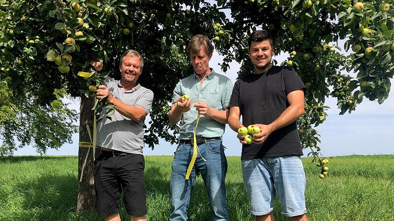 Ernten erlaubt! Gelbe B&auml;nder markieren die zum Ernten freigegebenen Obstb&auml;ume. Gute Laune herrscht daher bei den Initiatoren Kreisfachberater Guntram Ulsamer, Sebastian Rehm und Philipp Lurz von den Gemeindeallianzen Main & Ha&szlig;berge und Hof-heimer...