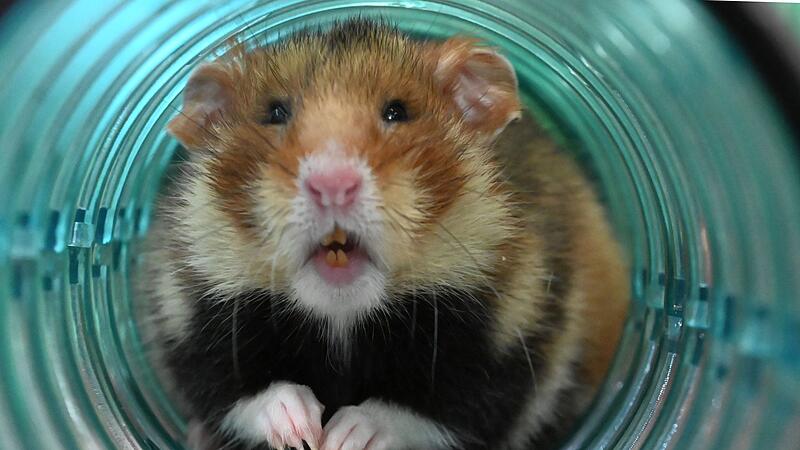 Feldhamster Feldhamster