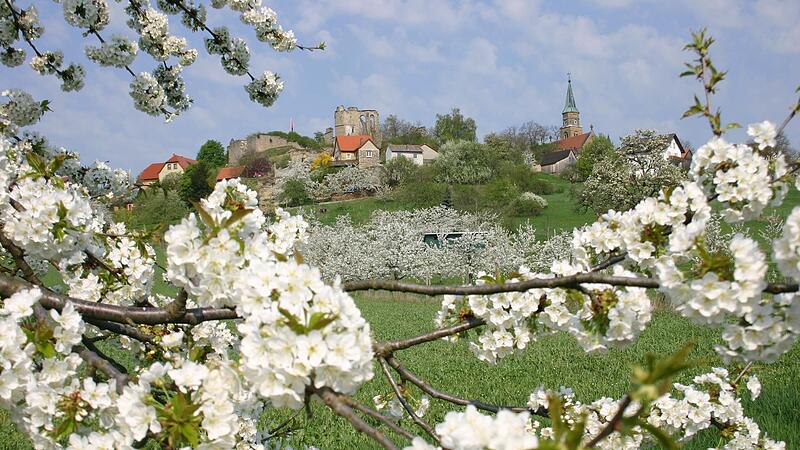 Altenstein ist zur Zeit der Kirschbl&uuml;te noch sch&ouml;ner als sonst &ndash; dabei stehen hier heute nur noch Reste der einst &uuml;ppigen Kirschbaumpracht.