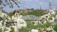 Altenstein ist zur Zeit der Kirschblüte noch schöner als sonst – dabei stehen hier heute nur noch Reste der einst üppigen Kirschbaumpracht.