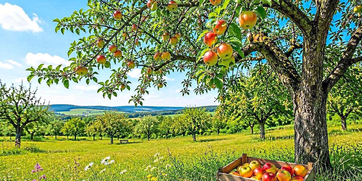 This fruit is far too good to go to waste